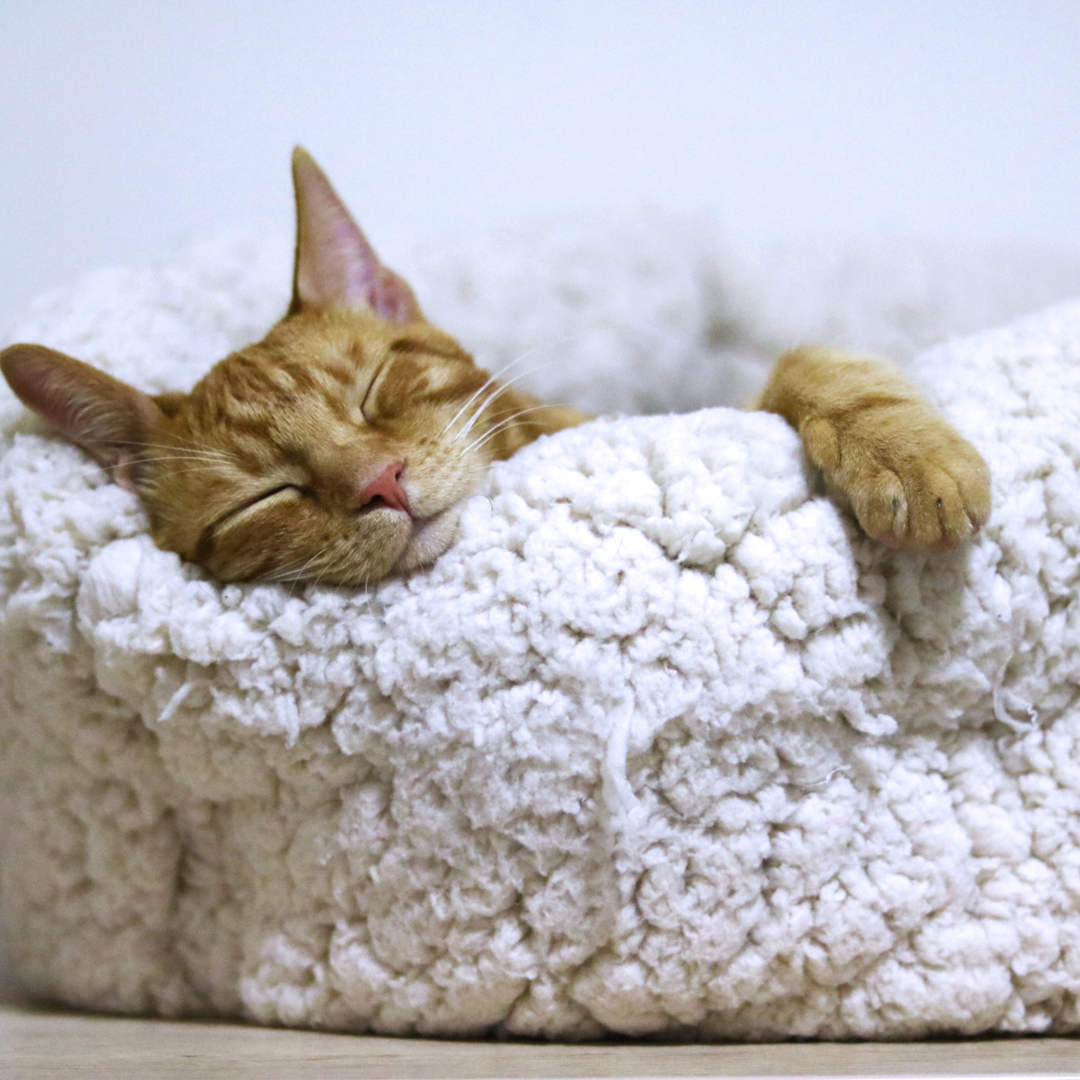 Cama pet